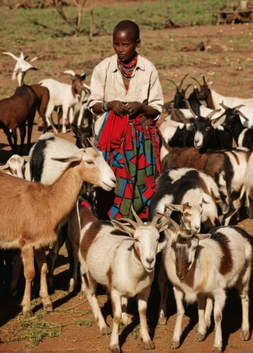 cameroon sheep,samburu,anglo-nubian goat,livestock farming,herd of goats,goatherd,domestic goats,domestic goat,anmatjere women,ruminants,uganda kob,afar tribe,livestock,goat meat,zebu,alismatales,kenya,people of uganda,ugali,lapponian herder,Illustration,Retro,Retro 06