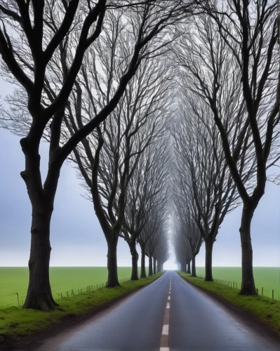 tree lined lane,tree-lined avenue,tree lined path,row of trees,tree lined,forest road,the road,background vector,straight ahead,long road,road of the impossible,empty road,maple road,road,landscape background,bare trees,country road,winding road,deciduous trees,tree canopy,Illustration,Black and White,Black and White 13