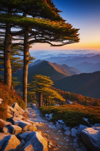 appalachian trail,beech mountains,pine tree,pine trees,mountain sunrise,pine forest,pine-tree,blue ridge mountains,mountain landscape,white mountains,spruce needle,carpathians,isolated tree,lone tree,great smoky mountains,beautiful landscape,united states national park,spruce tree,black pine,landscapes beautiful,Art,Classical Oil Painting,Classical Oil Painting 34