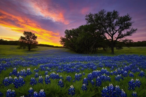 texas bluebonnet,bluebonnet,blue bonnet,blue bell,wild tulips,hyacinths,texas,field of flowers,splendor of flowers,wildflowers,flowers field,blooming field,tulips field,flower field,cornflower field,blanket of flowers,colors of spring,wildflower meadow,tulip field,spring nature,Illustration,Black and White,Black and White 02