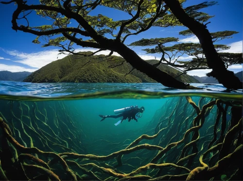 underwater landscape,duiker island,lembeh,ocean underwater,marine life,sea life underwater,coral reefs,underwater world,the roots of the mangrove trees,freediving,national geographic,shallows,mangroves,underwater diving,eastern mangroves,seamount,marine diversity,andaman sea,submerged,underwater background,Conceptual Art,Oil color,Oil Color 02