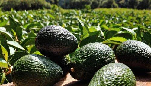 avocados,avo,avacado,harvested fruit,melons,mangifera,spreewald gherkins,avocado,cocos nucifera,cucumis,asian green oranges,ripening fruit,fruit fields,ripening process,feijoa,poblano,salak,muskmelon,variety of fruit,fruit,Illustration,Realistic Fantasy,Realistic Fantasy 23