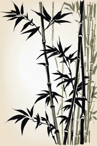 bamboo plants,japanese mugwort,bamboo,mugwort,bamboo forest,marsh labrador tea,hawaii bamboo,bamboo curtain,panicle,motherwort,sambucus,nettle leaves,fireweed,bamboo shoot,bamboo frame,botanical line art,sweet grass plant,herbarium,silk tree,phragmites,Illustration,Black and White,Black and White 02