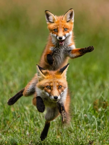 fox stacked animals,fox hunting,foxes,fox with cub,vulpes vulpes,child fox,stage combat,animal sports,fox,firefox,animals hunting,a fox,funny animals,red fox,swift fox,kung fu,redfox,kungfu,cute fox,hare coursing,Conceptual Art,Daily,Daily 04