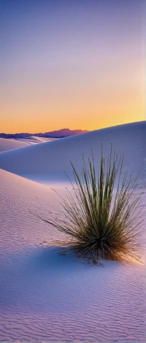 white sands national monument,white sands dunes,dune grass,desert plant,desert desert landscape,desert landscape,crescent dunes,argentina desert,south australia,dunes national park,desert plants,the atacama desert,dune landscape,capture desert,mojave desert,arid landscape,san dunes,yucca,libyan desert,sand dunes,Illustration,Retro,Retro 20