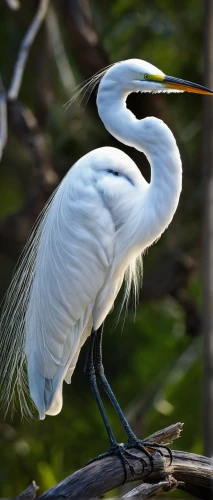 great egret,great white egret,eastern great egret,egret,white egret,snowy egret,egretta novaehollandiae,white heron,pacific heron,fujian white crane,the danube delta,great heron,white pelican,danube delta,great white pelican,coastal bird,great blue heron,spoon heron,eastern white pelican,white necked heron,Photography,Fashion Photography,Fashion Photography 07