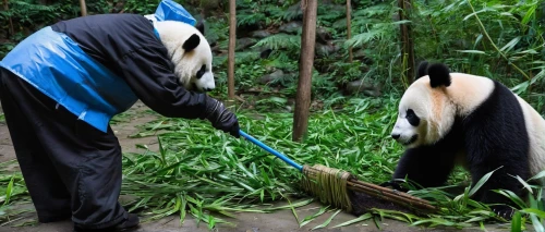 pandas,giant panda,chinese panda,panda,kangkong,cleaning service,lun,hanging panda,together cleaning the house,cleaning,pandabear,panda bear,lamp cleaning grass,guizhou,bamboo plants,bamboo,colobus,oliang,po,grooming,Conceptual Art,Daily,Daily 01