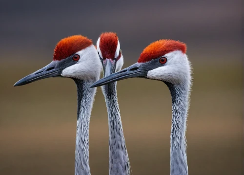 grey crowned cranes,grey crowned crane,gray crowned crane,red-crowned crane,eastern crowned crane,bird couple,flamingo couple,parrot couple,couple macaw,cranes,grey neck king crane,perched birds,cuba flamingos,white-naped crane,sandhill crane,two flamingo,white storks,storks,courtship,rare parrots,Conceptual Art,Sci-Fi,Sci-Fi 11