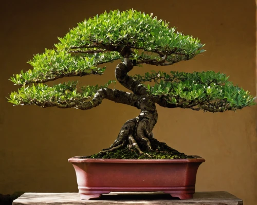 bonsai tree,dwarf pine,prostrate juniper,american pitch pine,two needle pinyon pine,bonsai,chilean cedar,canarian dragon tree,arizona cypress,chile pine,dwarf tree,dragon tree,norfolk island pine,japanese kuchenbaum,podocarpus,oregon pine,growing mandarin tree,taxus baccata,singleleaf pine,shortstraw pine,Art,Classical Oil Painting,Classical Oil Painting 44