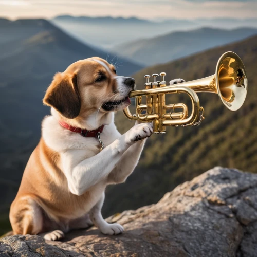 trumpeter,trumpet,trumpet climber,saxhorn,trumpet gold,trumpet player,flugelhorn,trumpet-trumpet,sax,tuba,gold trumpet,brass instrument,local trumpet,woofer,trumpet of jericho,big band,dog photography,brass band,trumpet shaped,saxophone,Photography,General,Natural