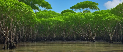 eastern mangroves,mangroves,the roots of the mangrove trees,bamboo forest,green trees with water,freshwater marsh,mangrove,riparian forest,bamboo plants,swampy landscape,hawaii bamboo,aquatic plants,green forest,row of trees,swamp,wetland,bamboo,tree grove,backwaters,ricefield,Conceptual Art,Oil color,Oil Color 12