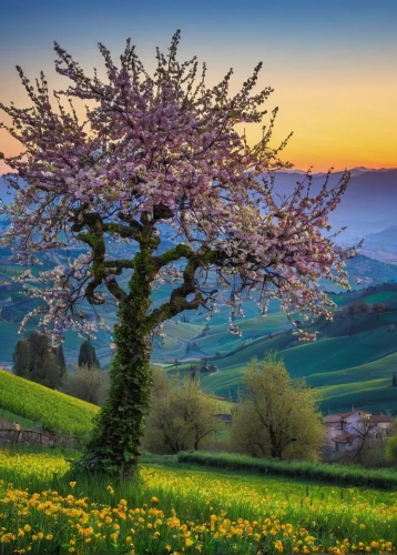 blossom tree,springtime background,cherry blossom tree,spring nature,spring blossom,spring background,tuscany,colors of spring,almond tree,blossoming apple tree,almond trees,apricot blossom,spring blossoms,flower tree,flowering tree,blooming tree,meadow landscape,flourishing tree,blooming trees,beautiful landscape,Art,Artistic Painting,Artistic Painting 38