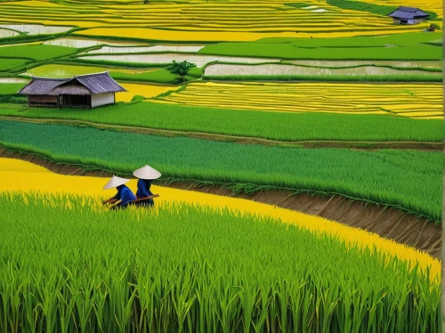 rice fields,rice field,ricefield,the rice field,rice paddies,rice cultivation,paddy field,yamada's rice fields,rice terrace,vietnam,viet nam,vietnam's,rice terraces,paddy harvest,rural landscape,ha giang,vietnam vnd,cultivated field,agricultural,farm landscape,Conceptual Art,Oil color,Oil Color 13
