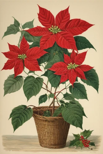 poinsettia,poinsettia flower,natal lily,hibiscus rosasinensis,christmas flower,flower of christmas,xmas plant,alstroemeriaceae,siberian ginseng,rosa canina,hibiscus rosa-sinensis,red-flowering horse chestnut,rosa arkansana,chinese hibiscus,american holly,hibiscus rosa sinensis,annual plant,rosa caninas,flower illustration,ornamental plants,Art,Classical Oil Painting,Classical Oil Painting 24