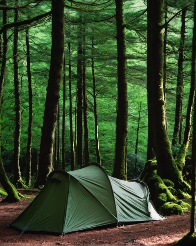 tent camping,camping tents,roof tent,tent at woolly hollow,tents,camping tipi,camping equipment,temperate coniferous forest,campire,large tent,campsite,green forest,coniferous forest,camping,tropical and subtropical coniferous forests,tent,tent tops,camping gear,spruce forest,fishing tent,Photography,Documentary Photography,Documentary Photography 12