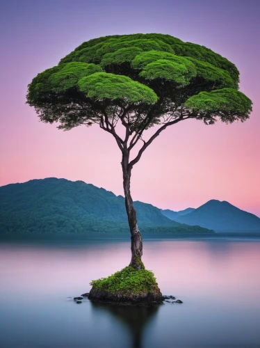 isolated tree,lone tree,dragon tree,flourishing tree,canarian dragon tree,the japanese tree,celtic tree,tropical tree,pine tree,a tree,pine-tree,araucaria,jacaranda,silk tree,magic tree,green tree,small tree,bonsai tree,patrol,bonsai,Photography,Fashion Photography,Fashion Photography 17