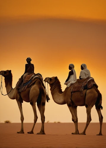 arabian camel,camel caravan,camels,dromedaries,arabian horses,desert safari dubai,libyan desert,camel train,camelride,two-humped camel,male camel,dromedary,shadow camel,desert safari,bedouin,sahara desert,united arab emirates,camel,rem in arabian nights,merzouga,Illustration,Realistic Fantasy,Realistic Fantasy 09
