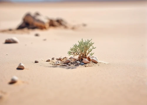 desert plant,arid,desertification,arid landscape,libyan desert,arid land,desert plants,gobi desert,desert rose,capture desert,isolated tree,the gobi desert,tilt shift,desert desert landscape,namib desert,small tree,stone desert,saltbush,desert landscape,admer dune,Unique,3D,Panoramic