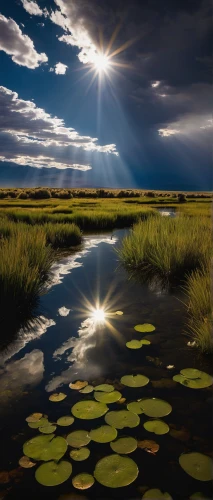 freshwater marsh,tidal marsh,salt marsh,marsh,wetlands,doñana national park,polder,everglades,the danube delta,wetland,landscape photography,evening lake,lily pads,everglades np,sun reflection,danube delta,lily pad,aquatic plant,alligator alley,aquatic plants,Illustration,Retro,Retro 17