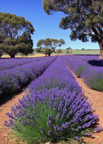 lavender cultivation,egyptian lavender,lavandula,french lavender,lavender fields,english lavender,the lavender flower,lavander,lavender field,lavendar,lavender flowers,south australia,provence,lavenders,fernleaf lavender,lavender oil,lavender bunch,lavender flower,lavandula dentata,lavender,Art,Classical Oil Painting,Classical Oil Painting 11