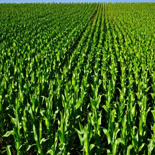 corn field,cornfield,wheat crops,field of cereals,forage corn,triticale,crops,cultivated field,cropland,bed in the cornfield,grain field,corn stalks,grain field panorama,cereal cultivation,maize,furrow,agricultural,agroculture,barley cultivation,green wheat,Illustration,Japanese style,Japanese Style 13