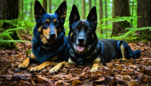 german shepards,dobermann,dobermannt,malinois and border collie,two running dogs,black and tan,dog photography,dog-photography,beauceron,gsd,doberman,malinois,color dogs,autumn photo session,schweizer laufhund,dog siblings,hunting dogs,two dogs,family photo shoot,three dogs,Conceptual Art,Daily,Daily 09
