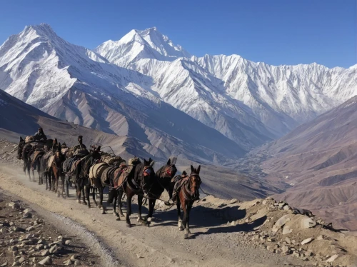 the pamir highway,everest region,the pamir mountains,pamir,prayer wheels,goatherd,ladakh,nomadic people,camel caravan,karakoram,tibet,xinjiang,horse herder,camel train,high-altitude mountain tour,nomadic children,annapurna,mount everest,himalayas,nepal,Illustration,Black and White,Black and White 02