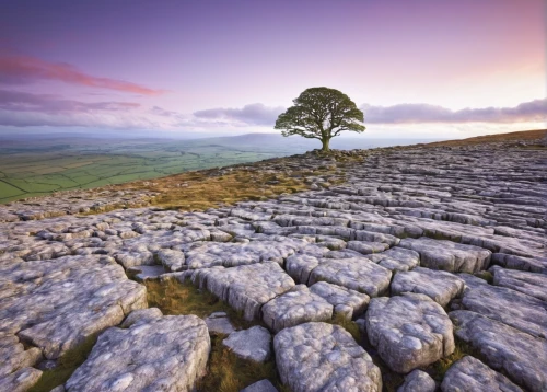 yorkshire dales,malham cove,yorkshire,wensleydale,peak district,north yorkshire,whernside,derbyshire,mountain stone edge,north yorkshire moors,stone wall road,lone tree,three peaks,isolated tree,purple landscape,bare tree,landform,stone circle,stone fence,chalk stack,Conceptual Art,Sci-Fi,Sci-Fi 11