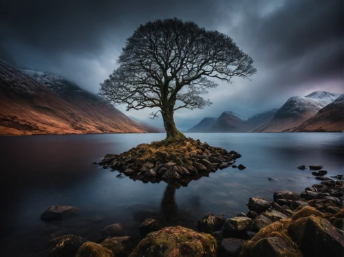 isolated tree,lone tree,celtic tree,bare tree,tree and roots,landscape photography,larch tree,the roots of trees,lake district,magic tree,brown tree,a tree,scottish highlands,flourishing tree,fallen trees on the,old tree,burning tree trunk,dead tree,small tree,fallen tree,Photography,General,Fantasy