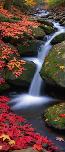 flowing creek,mountain stream,flowing water,fall landscape,colors of autumn,cascading,autumn in japan,autumn scenery,autumn idyll,fall foliage,water flowing,colorful water,mountain spring,rushing water,autumn landscape,streams,water flow,colored leaves,autumn forest,a small waterfall,Illustration,American Style,American Style 08