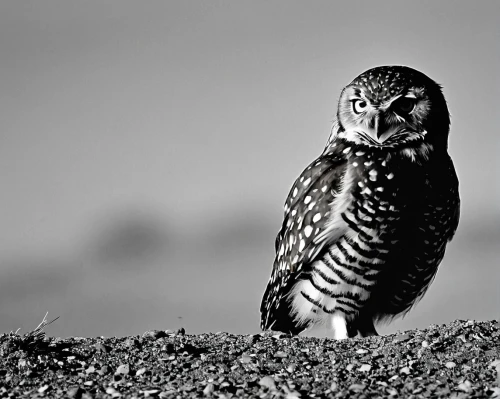 burrowing owl,hawk owl,northern hawk owl,northern hawk-owl,little owl,short eared owl,lapland owl,eastern grass owl,great gray owl,small owl,eared owl,spotted owlet,eagle-owl,owlet,perched bird,spotted wood owl,glaucidium passerinum,great grey owl,the great grey owl,kirtland's owl,Illustration,Black and White,Black and White 33