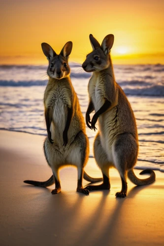 wallabies,kangaroos,australian wildlife,kangaroo with cub,macropodidae,wallaby,loving couple sunrise,australia,bennetts wallaby,cangaroo,kangaroo,australia aud,kangaroo mob,rednecked wallaby,australia day,fraser island,marsupial,koalas,macropus rufogriseus,macropus giganteus,Illustration,Paper based,Paper Based 06