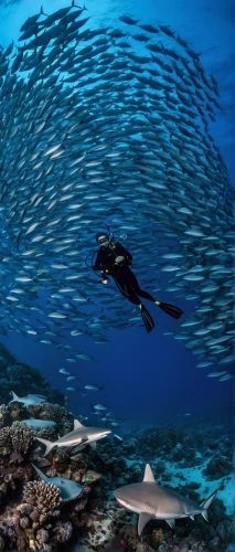 school of fish,sea life underwater,marine life,freediving,duiker island,forage fish,underwater fish,diving fins,wrasses,coral reef fish,shoal,ocean underwater,remora,red sea,sea animals,raja ampat,bonaire,coral reefs,underwater world,wakatobi,Illustration,Realistic Fantasy,Realistic Fantasy 05