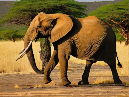 african bush elephant,african elephant,african elephants,elephantine,elephant tusks,tusks,etosha,circus elephant,elephant,elephants and mammoths,indian elephant,tsavo,asian elephant,stacked elephant,pachyderm,samburu,mahout,elephant herd,elephant with cub,elephants,Conceptual Art,Sci-Fi,Sci-Fi 21