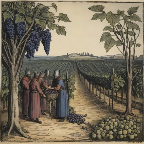 grape harvest,wine harvest,grape plantation,vineyard grapes,vineyards,wine grapes,wine-growing area,vineyard,wine growing,isabella grapes,table grapes,grapevines,winemaker,winegrowing,picking vegetables in early spring,castle vineyard,fruit fields,viticulture,viognier grapes,blue grapes,Illustration,Black and White,Black and White 23