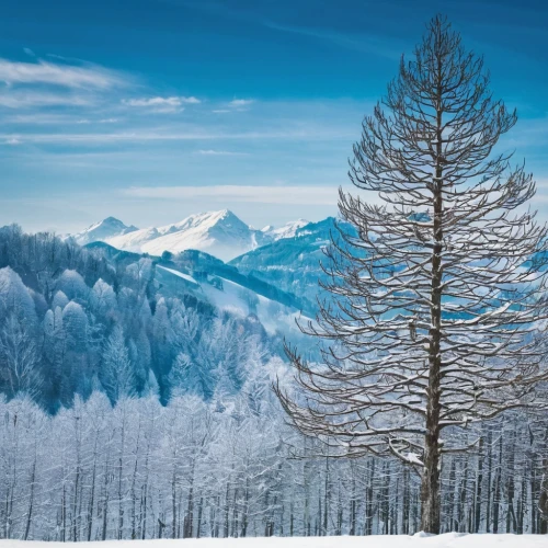 larch forests,temperate coniferous forest,larch trees,coniferous forest,tropical and subtropical coniferous forests,american larch,larch tree,spruce trees,snow in pine trees,fir forest,spruce-fir forest,winter background,nordmann fir,fir trees,winter forest,coniferous,evergreen trees,winter landscape,snow trees,blue spruce,Illustration,Vector,Vector 21