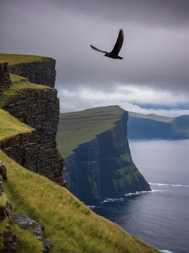 faroe islands,orkney island,cliffs of moher,moher,neist point,cliff of moher,skua,wool head vulture,ireland,north cape,cliffs of moher munster,isle of skye,seabird,shetland,bird island,northern ireland,eastern iceland,take-off of a cliff,bird in flight,landscapes beautiful,Art,Artistic Painting,Artistic Painting 30
