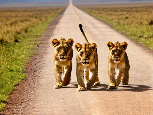 lionesses,lion children,male lions,cheetah and cubs,wild animals crossing,lions couple,lions,lion with cub,safaris,two lion,white lion family,family outing,serengeti,little girls walking,walk with the children,cheetahs,great mara,lion cub,road traffic,big cats,Illustration,Retro,Retro 02