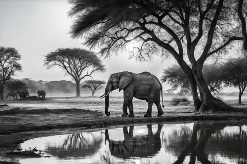 african elephant,watering hole,african elephants,african bush elephant,elephantine,mahout,etosha,circus elephant,tsavo,elephant south africa,water hole,indian elephant,monochrome photography,pachyderm,elephants,elephant,asian elephant,elephant camp,elephant with cub,elephant herd