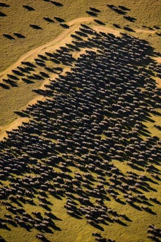 buffalo herd,elephant herd,animal migration,the herd,horse herd,herd,cow herd,migration,wildebeest,serengeti,buffalo herder,flock of sheep,a flock of sheep,mongolian,evening traffic,nature of mongolia,herding,heavy traffic,inner mongolia,mongolia eastern,Photography,Documentary Photography,Documentary Photography 19