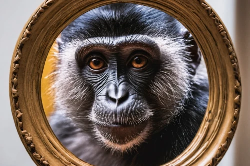 magic mirror,self-reflection,wood mirror,the mirror,animal portrait,colobus,animal photography,primate,mirror frame,makeup mirror,common chimpanzee,chimpanzee,pferdeportrait,mirror reflection,in the mirror,celebes crested macaque,long tailed macaque,macaque,gibbon 5,mirror image,Conceptual Art,Fantasy,Fantasy 03