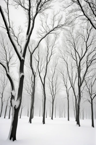 winter forest,snow trees,beech trees,beech forest,snow landscape,bare trees,winter landscape,birch forest,row of trees,treemsnow,snowy landscape,hoarfrost,european beech,deciduous forest,winter background,snow tree,tree grove,infinite snow,snow scene,birch trees,Photography,Black and white photography,Black and White Photography 13