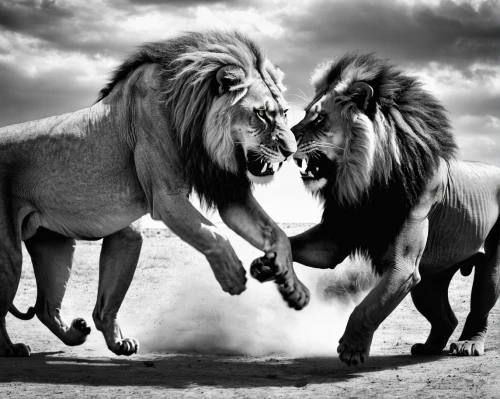 lions couple,two lion,lions,lionesses,male lions,she feeds the lion,wild horses,predation,wildebeest,wild life,wild animals,etosha,animal photography,amorous,beautiful horses,equines,to roar,african lion,conflict,confrontation,Conceptual Art,Graffiti Art,Graffiti Art 02