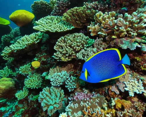 lemon surgeonfish,anemone fish,coral reef fish,blue angel fish,blue anemone,mandarinfish,great barrier reef,pallet surgeonfish,blue stripe fish,coral reef,butterflyfish,anemonefish,blue fish,marine diversity,coral fish,blue peacock,imperator angelfish,yellow and blue,wrasses,long reef,Art,Artistic Painting,Artistic Painting 04