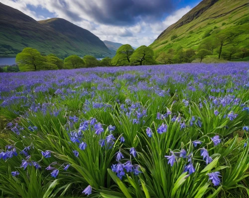 beautiful bluebells,bluebells,bluebell,wildflower meadow,camas,the valley of flowers,field of flowers,splendor of flowers,wildflowers,alpine meadow,flower meadow,mountain meadow,lake district,lilies of the valley,flowering meadow,meadow landscape,blue violet,blue grape hyacinth,landscapes beautiful,alpine flowers,Art,Classical Oil Painting,Classical Oil Painting 04