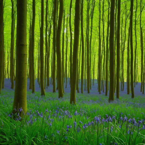 bluebells,beautiful bluebells,beech forest,beech trees,germany forest,bluebell,fairy forest,fairytale forest,tree grove,row of trees,aaa,forest of dreams,forest glade,green forest,forest floor,forest landscape,cartoon forest,copse,beech hedge,chestnut forest,Conceptual Art,Oil color,Oil Color 16