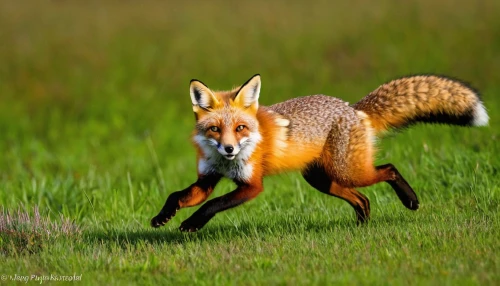 red fox,vulpes vulpes,swift fox,redfox,kit fox,a fox,south american gray fox,fox stacked animals,garden-fox tail,patagonian fox,fox hunting,fox,foxtail,cute fox,firefox,grey fox,adorable fox,child fox,little fox,foxes,Unique,Paper Cuts,Paper Cuts 01