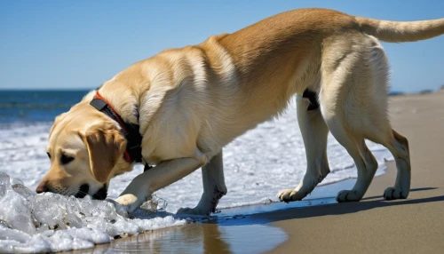 anatolian shepherd dog,stray dog on beach,beach dog,dog in the water,retriever,labrador,water dog,labrador retriever,pyrenean mastiff,pet vitamins & supplements,blonde dog,golden retriver,golden retriever,giant dog breed,dog pure-breed,english mastiff,black mouth cur,dog playing,walk on the beach,kangal dog,Illustration,American Style,American Style 04