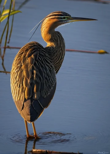 pacific heron,common heron,wading bird,great heron,american bittern,great blue heron,striated heron,gray heron,spoon heron,white necked heron,limpkin,heron,danube delta,bittern,the danube delta,marsh bird,cow heron,rallidae,egretta novaehollandiae,green heron,Illustration,Abstract Fantasy,Abstract Fantasy 02