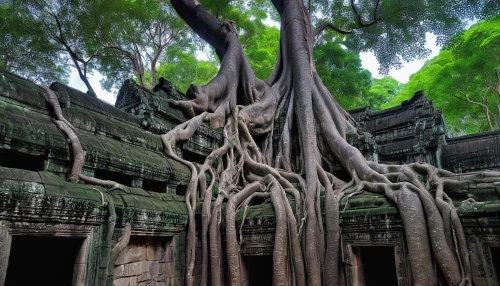 hanging temple,bodhi tree,silk tree,angkor wat temples,siem reap,tree and roots,angkor,cambodia,the roots of trees,fig tree,roots,the roots of the mangrove trees,scratch tree,plant and roots,ancient house,sacred fig,ancient building,tree root,jaggery tree,vines,Illustration,Realistic Fantasy,Realistic Fantasy 44